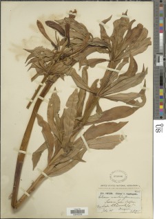 Lilium washingtonianum subsp. purpurascens image
