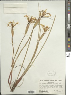 Iris tenuissima image