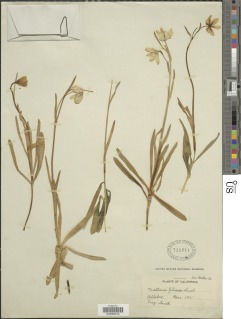 Fritillaria liliacea image