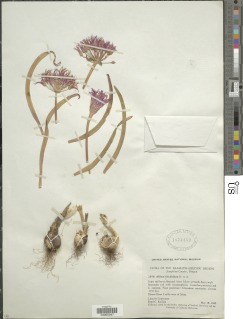 Allium falcifolium image