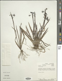 Sisyrinchium tinctorium image