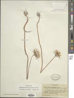 Image of Allium jepsonii