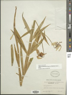 Lilium pardalinum subsp. shastense image