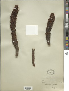 Kopsiopsis strobilacea image