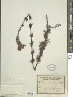 Image of Lamourouxia multifida