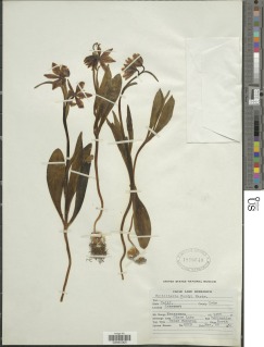 Fritillaria purdyi image