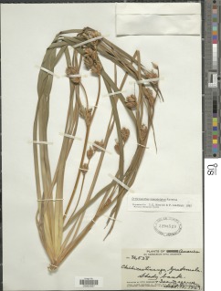 Orthrosanthus monadelphus image