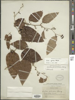 Smilax spinosa image