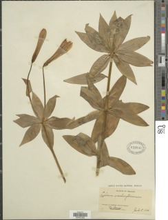 Lilium washingtonianum subsp. purpurascens image