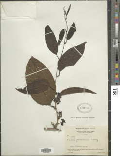 Smilax panamensis image