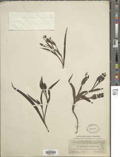 Sisyrinchium vaginatum subsp. vaginatum image