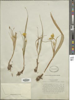 Calochortus monophyllus image