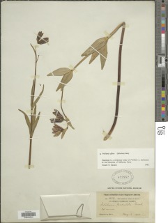 Fritillaria affinis image