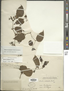 Image of Smilax moranensis