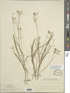 Afrosolen erythranthus image