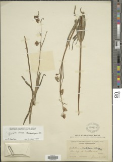 Image of Fritillaria micrantha