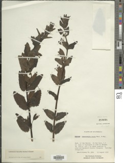 Image of Lamourouxia macrantha