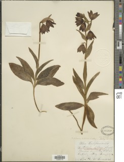 Image of Fritillaria biflora