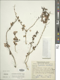 Image of Asepalum eriantherum