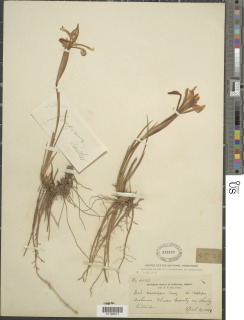 Iris macrosiphon image