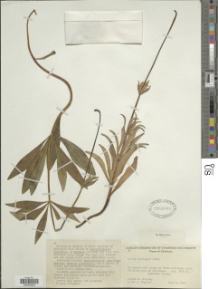 Lilium kelloggii image