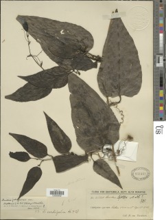 Smilax jalapensis image