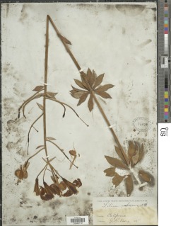 Lilium rubescens image