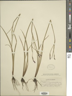 Sisyrinchium idahoense var. idahoense image