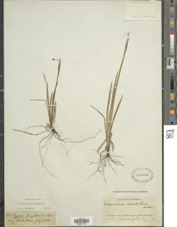 Sisyrinchium serrulatum image