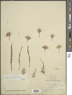Image of Allium burlewii