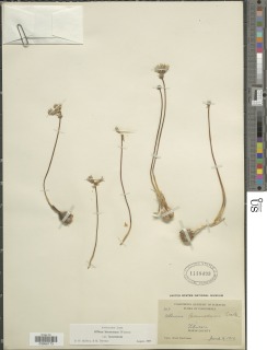 Allium lacunosum image