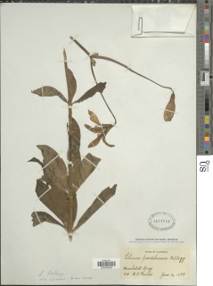 Lilium kelloggii image