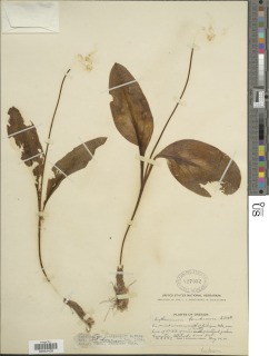 Erythronium hendersonii image