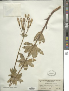 Image of Lilium rubescens