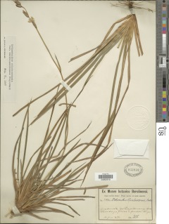 Orthrosanthus chimboracensis image