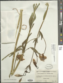 Lilium pardalinum subsp. wigginsii image