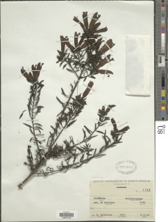 Image of Lamourouxia tenuifolia