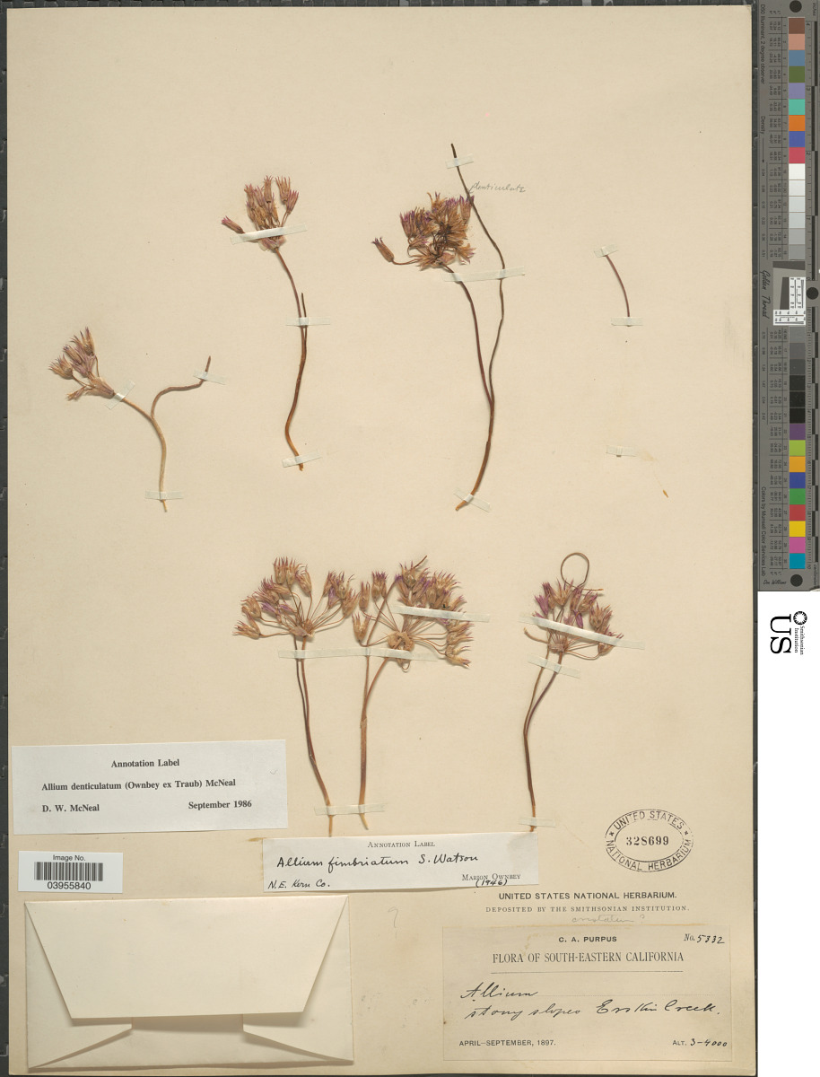 Allium carinatum image