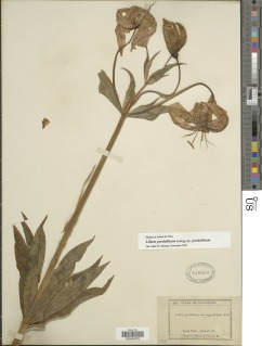 Lilium pardalinum subsp. pardalinum image