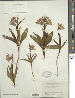 Fritillaria pluriflora image