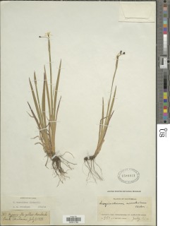 Image of Sisyrinchium serrulatum