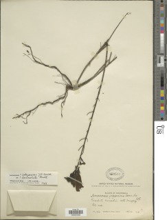 Lamourouxia lanceolata image