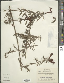 Image of Lamourouxia longiflora