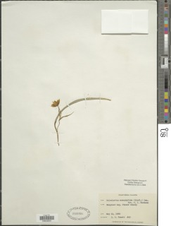 Calochortus monophyllus image