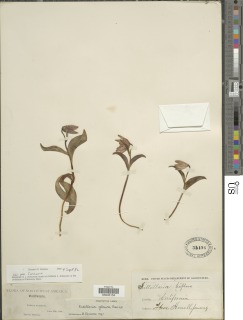 Image of Fritillaria glauca
