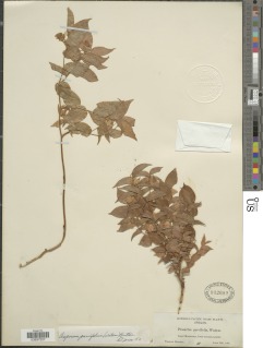 Prosartes parvifolia image