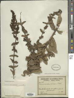 Lamourouxia viscosa image
