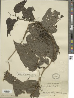 Smilax jalapensis image