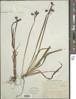 Image of Sisyrinchium tinctorium