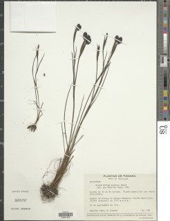 Image of Sisyrinchium mandonii